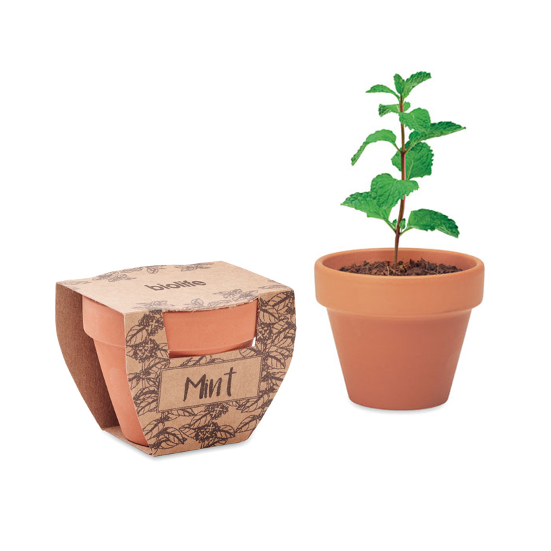 Terracotta pot mint